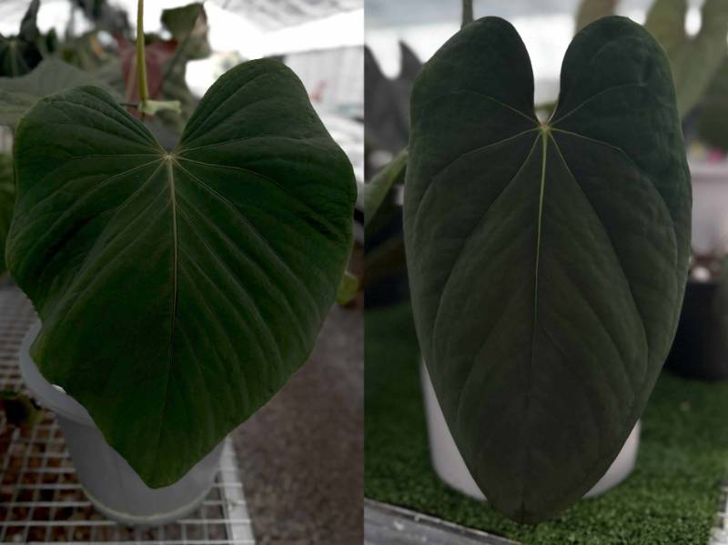 Антуриум G21 Anthurium Kunayalense GO1 X Eastern Dressleri (USA)