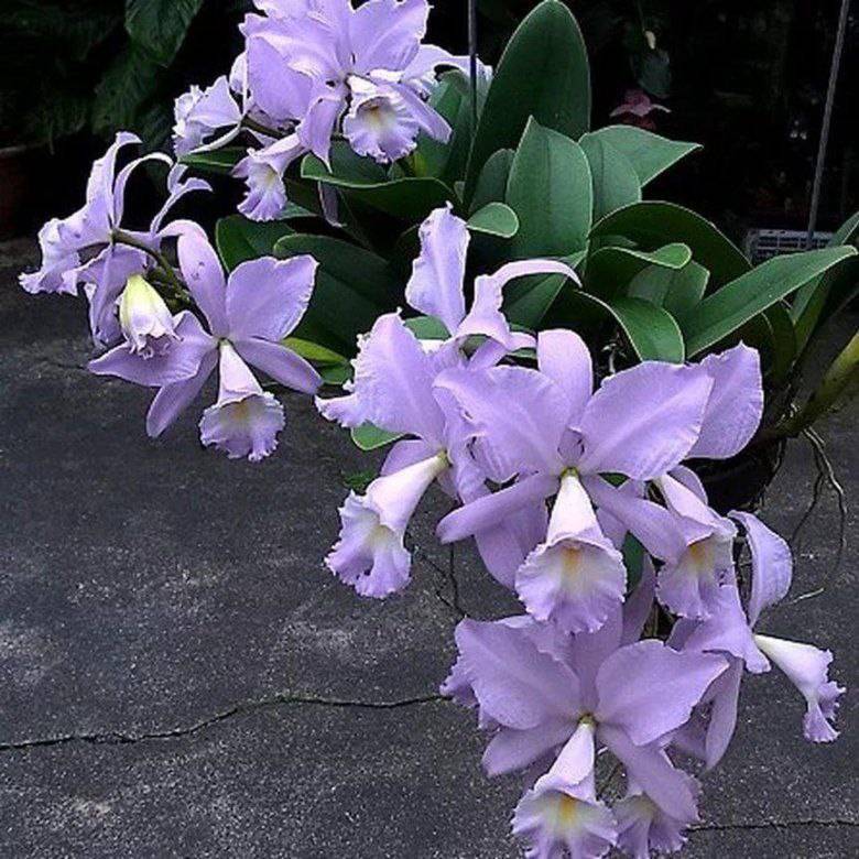 Орхидея FS84 Cattleya Sea Breeze