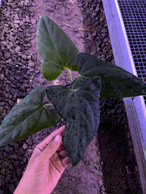 Антуриум §§59 Anthurium Fort Sherman X Portilae Indo