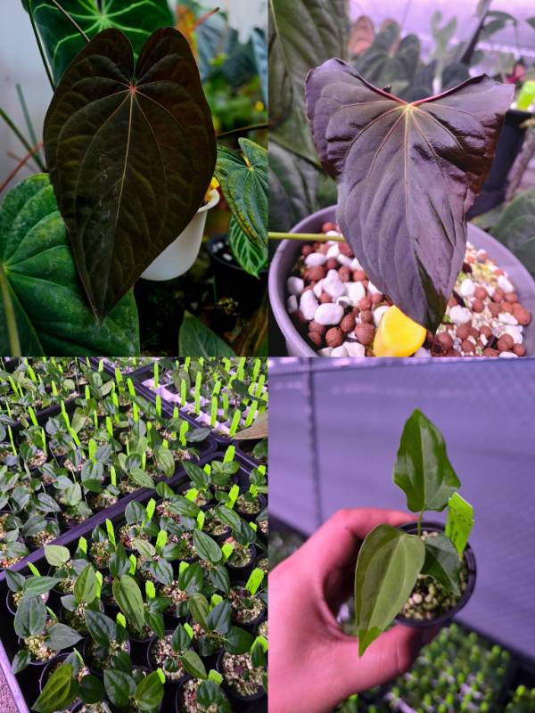 Антуриум 4G82 Anthurium (Antolakii X RVDP) X Ralph Lynam Dwane