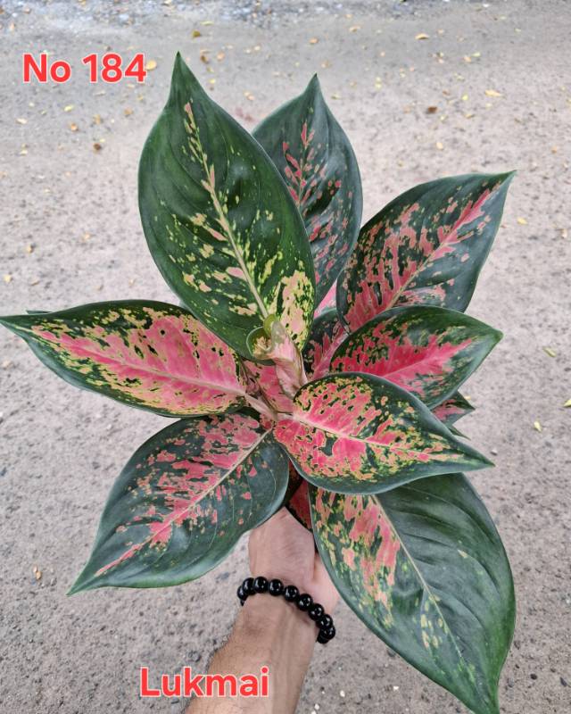 Аглаонема 184 Aglaonema Lukmai