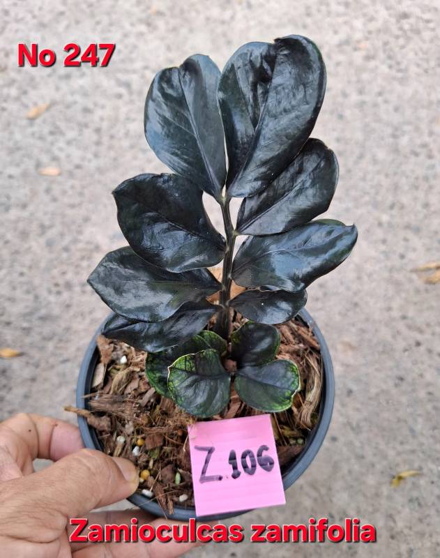 Замиокулькас 247 Zamioculcas zamifolia Z106