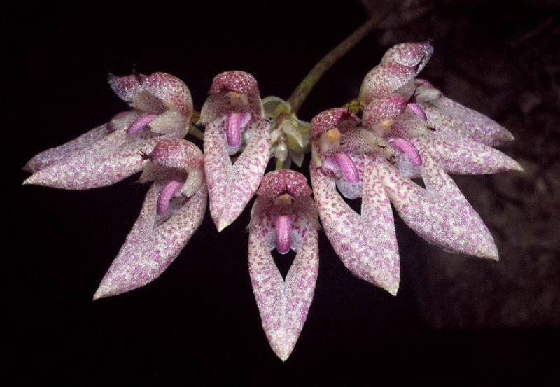 Орхидея FS12 Bulbophyllum dentiferum