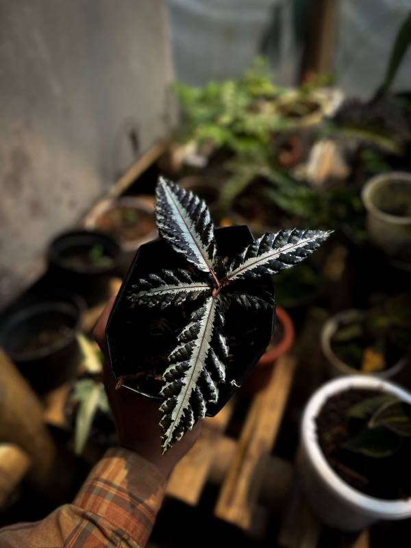 Лесное AA22 Leea amabilis sp Papua