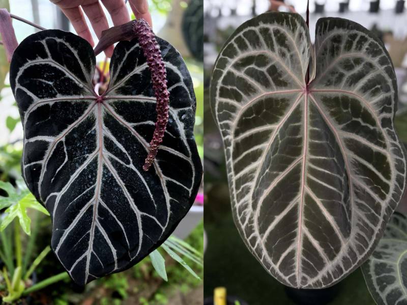Антуриум G39 Anthurium Red Crystallinum Tezula X (Crystallinum Select Large 53 X Angela 35)