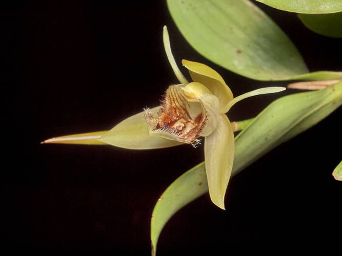 Орхидея FS56 Coelogyne fimbriata