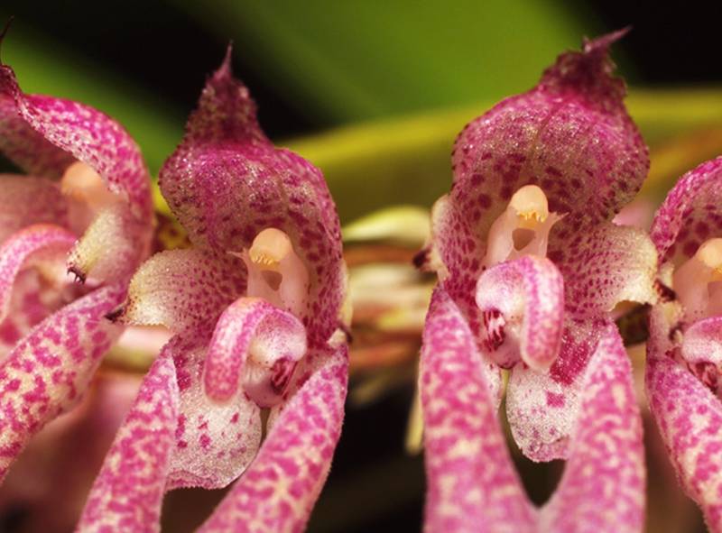 Орхидея FS12 Bulbophyllum dentiferum