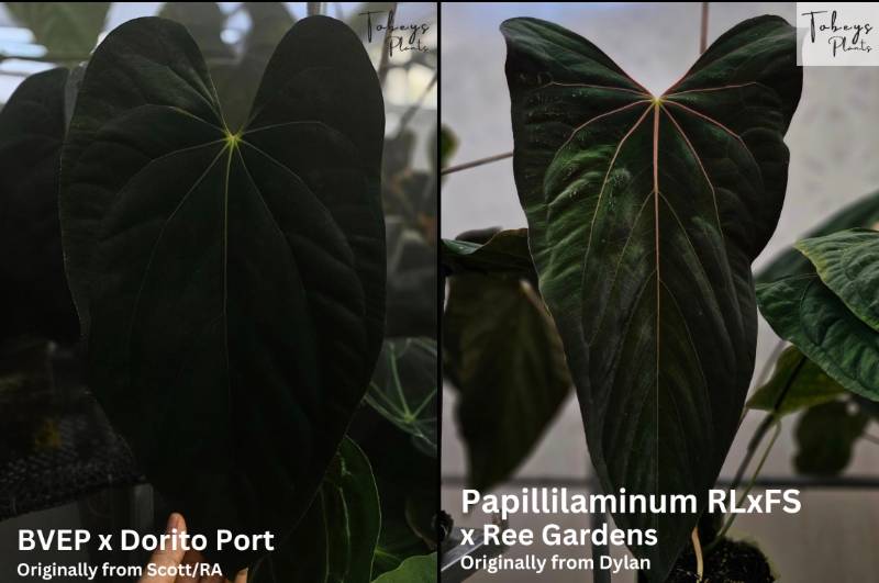 Антуриум TP24 Anthurium (BVEP x Portillae Dorito) X (Papi RLFS x RG)