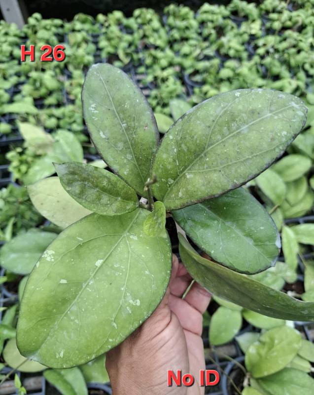 Хойя H26 Hoya NoID