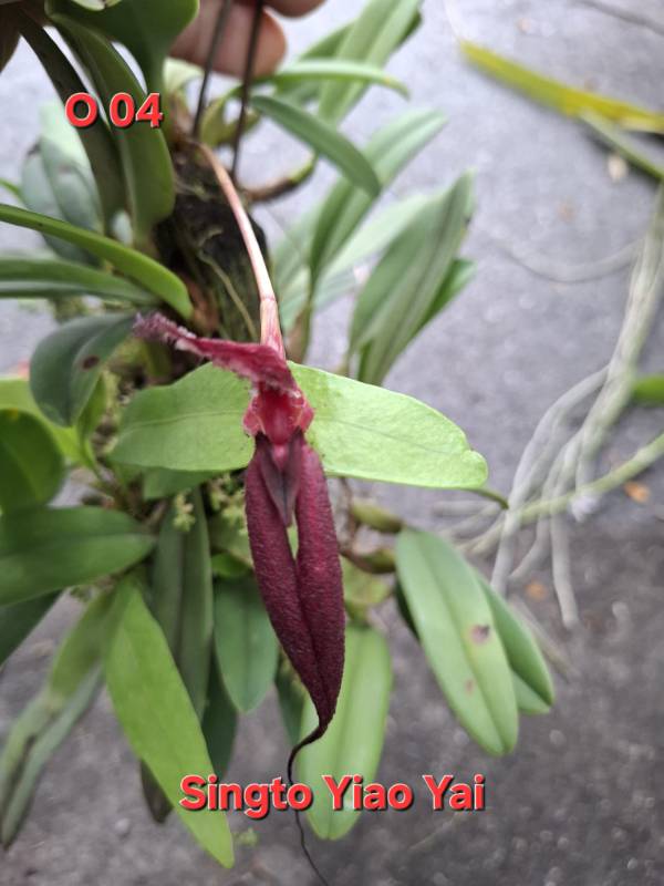 Орхидея O04 Bulbophyllum fascinator