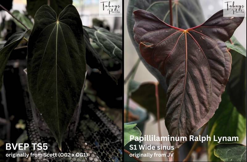 Антуриум TP42 Anthurium BVEP X Ralph Lynam S1