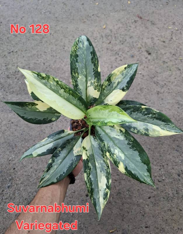 Аглаонема 128 Aglaonema Suvarnabhumi