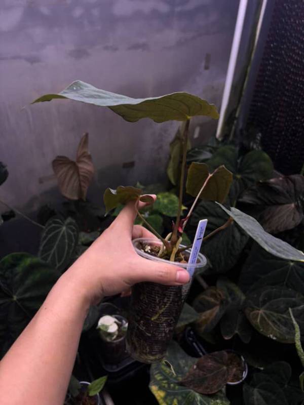 Антуриум §§77 Anthurium RL Self from Dwane