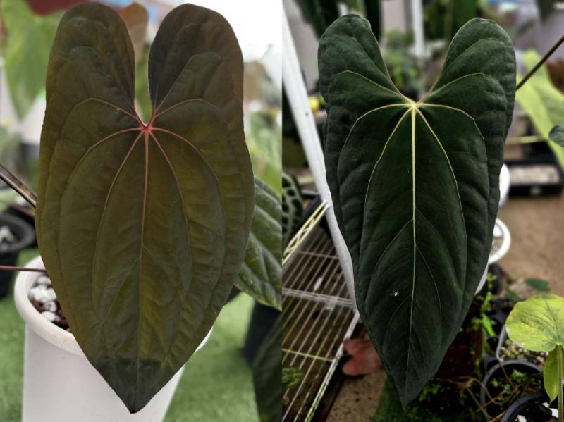 Антуриум 4G29 Anthurium RVDP X Ralph Lynam Jv Self