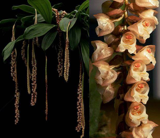 Орхидея FS114 Pholidota imbricata