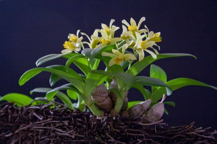 Орхидея FS141 Dendrobium delacourii