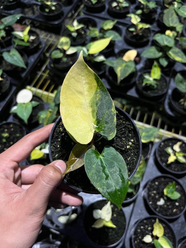 Антуриум AA10 Anthurium Portillae Indo variegated X Self