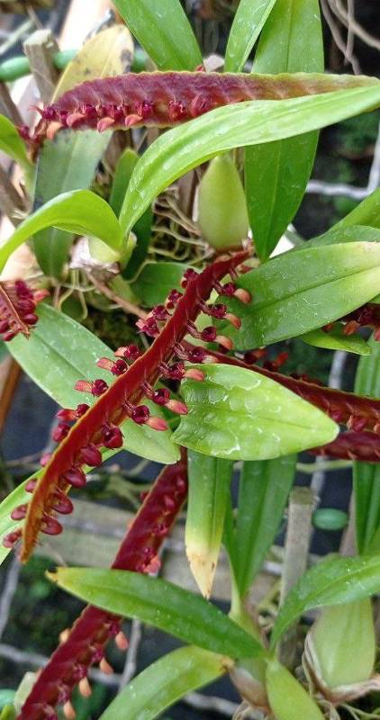 Орхидея FS14 Bulbophyllum falcatum var. velutinum