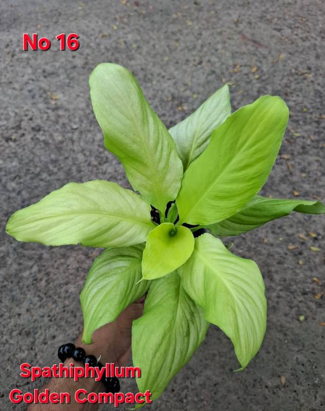 Спатифиллум 16 Spathiphyllum Golden Compact