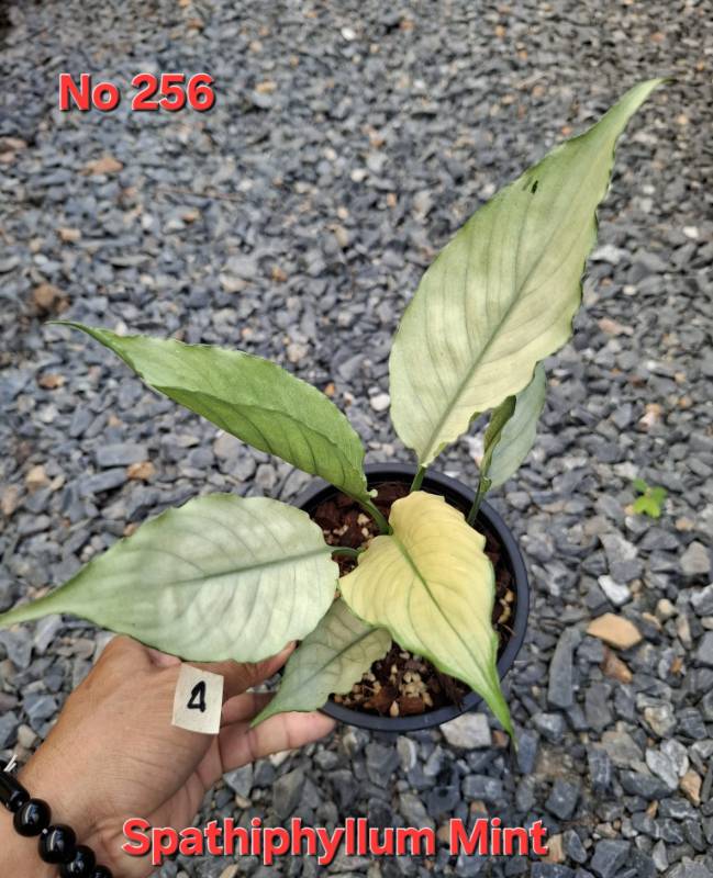 Спатифиллум 256 Spathiphyllum Mint