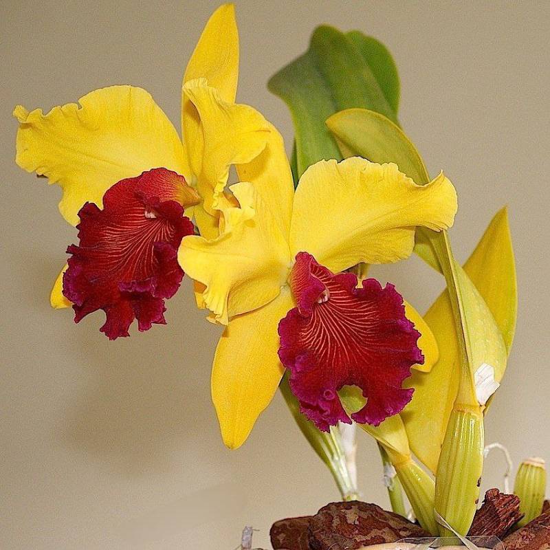 Орхидея FS58 Cattleya Alma Kee