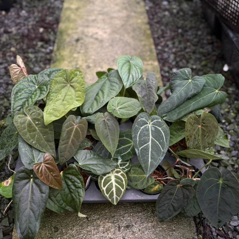 Антуриум TE01 Anthurium hybrid mix (ящик)
