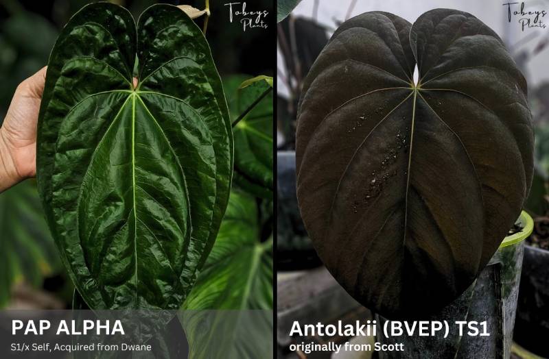 Антуриум 4T01 Anthurium Papillilaminum Alfa X Antolakii (BVEP) TS1