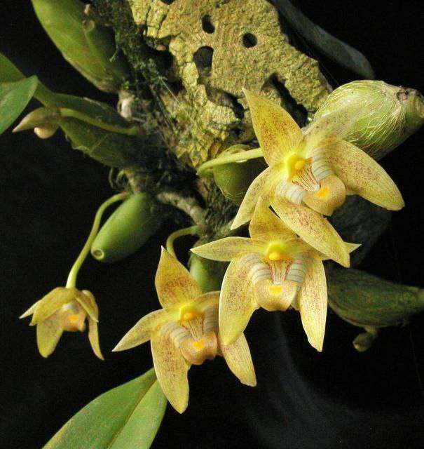 Орхидея FS34 Bulbophyllum orectopetalum