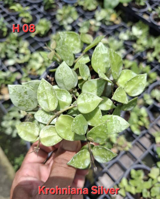 Хойя H08 Hoya krohniana silver