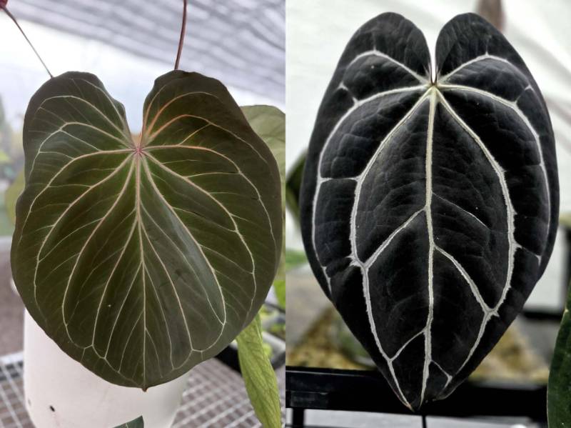 Антуриум G32 Anthurium KOS x Self HU X Carlablackiae GO1 «Super black»