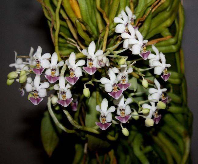 Орхидея FS113 Phalaenopsis parishii
