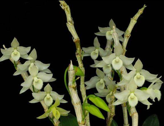 Орхидея FS155 Dendrobium parishii var. alba