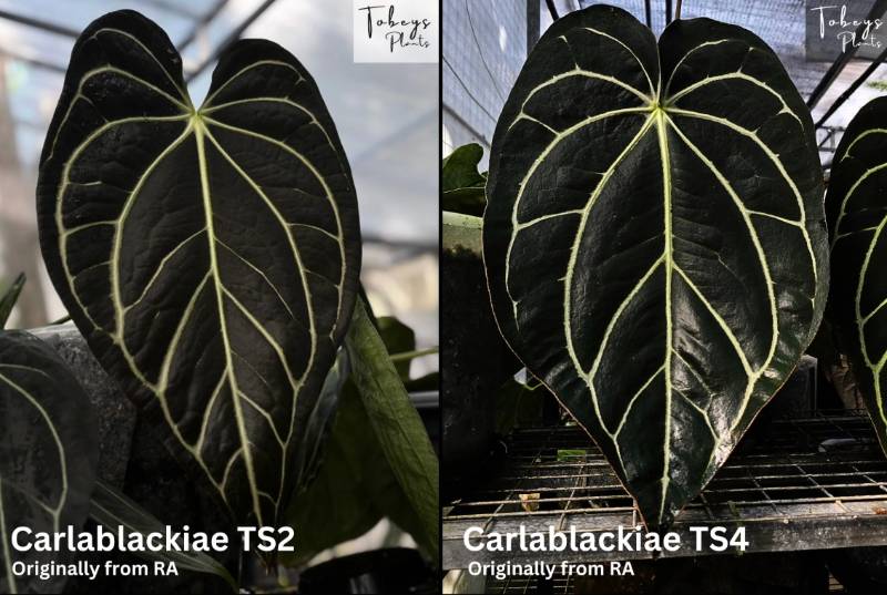 Антуриум 4T42 Anthurium Carlablackiae TS2 X Carlablackiae TS4