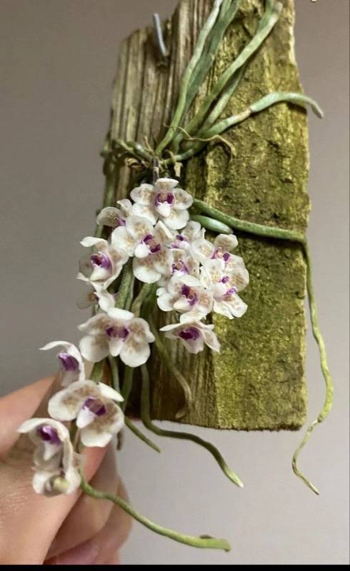Орхидея FS41 Chiloschista viridiflava Sakura