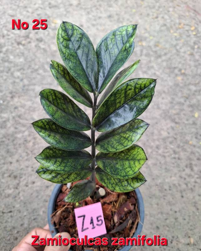 Замиокулькас 25 Zamioculcas zamifolia Z15