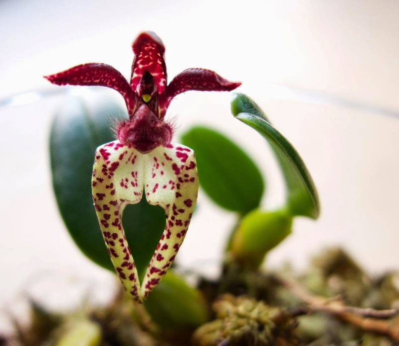 Орхидея FS23 Bulbophyllum lasiochilum Myanmar