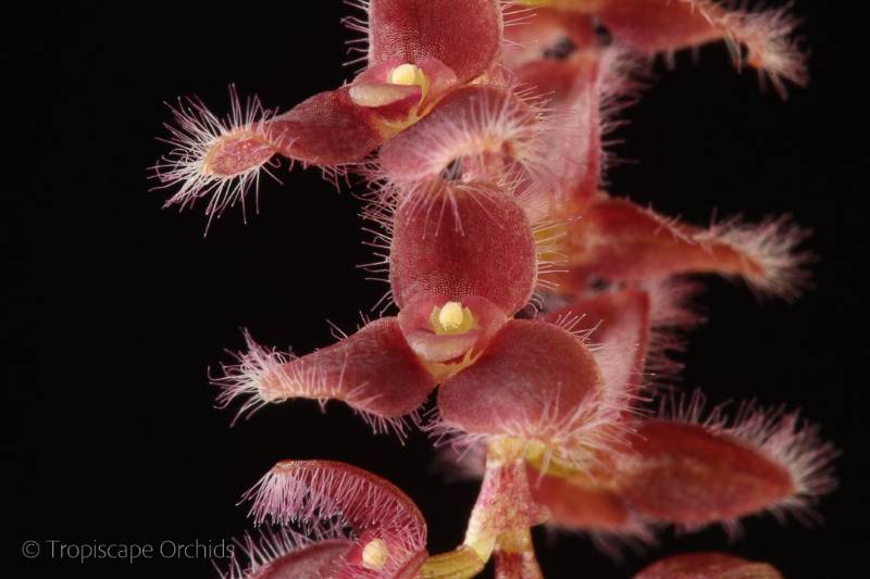 Орхидея K09 Stelis ciliaris