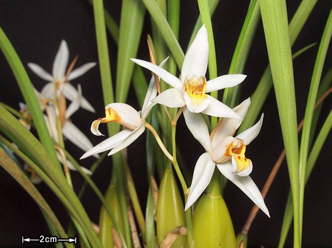 Орхидея FS57 Coelogyne viscosa