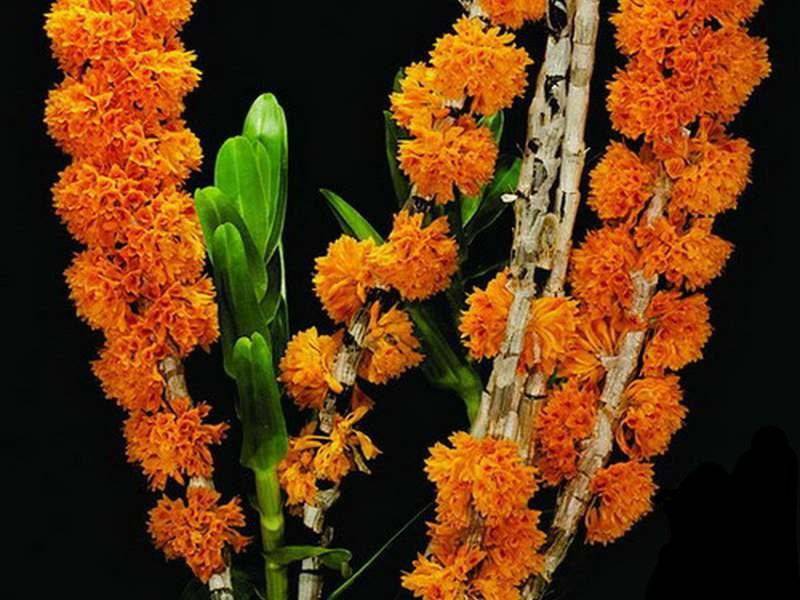 Орхидея FS135 Dendrobium bullenianum