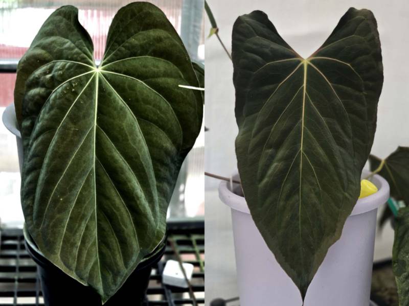 Антуриум 4G06 Anthurium Antolakii (BVEP Scott) X Ralph Lynam Dwane