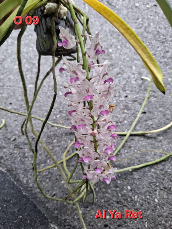 Орхидея O09 Rhynchostylis retusa