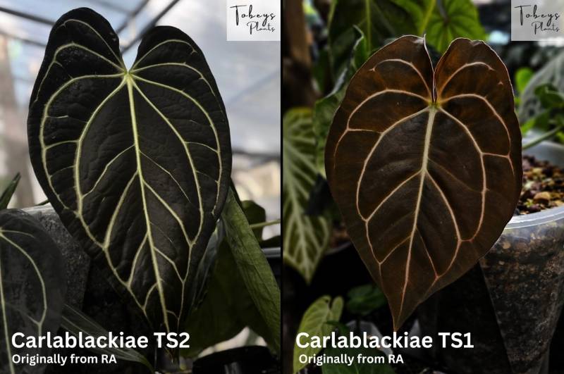 Антуриум TP34 Anthurium Carlablackiae TS2 X Carlablackiae TS1
