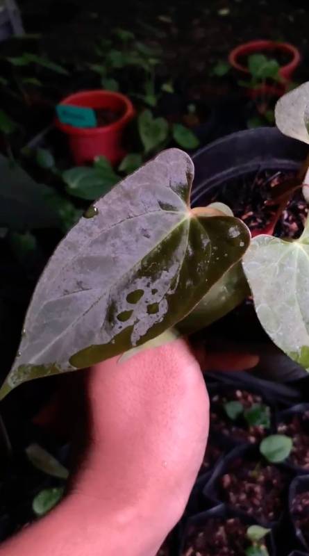 Антуриум AA16 Anthurium Galaxy M