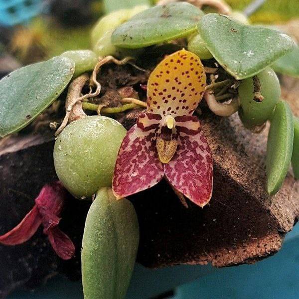 Орхидея FS119 Trias nummularia