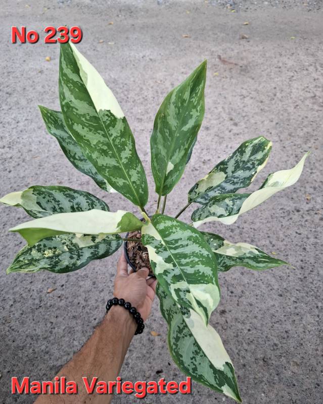 Аглаонема 239 Aglaonema Manila variegated