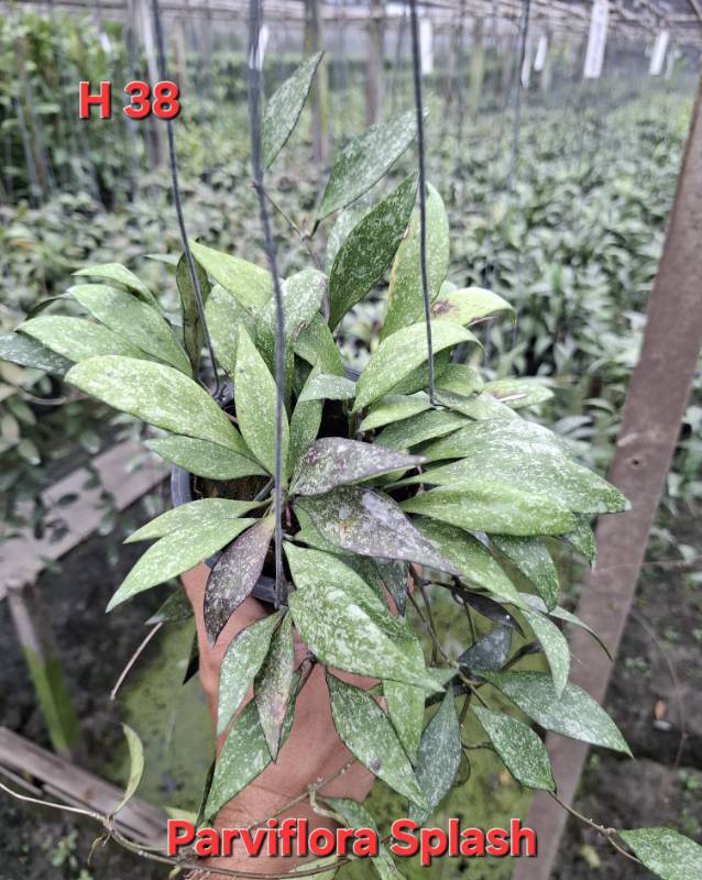 Хойя H38 Hoya parviflora splash
