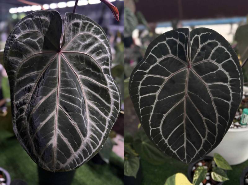 Антуриум 4G48 Anthurium (Crystallinum Select Large 53 X Angela35) X Michelle purple