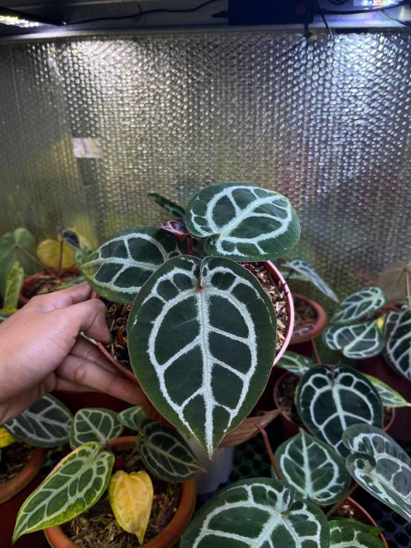 Антуриум §§32 Anthurium Tiger Red S-M