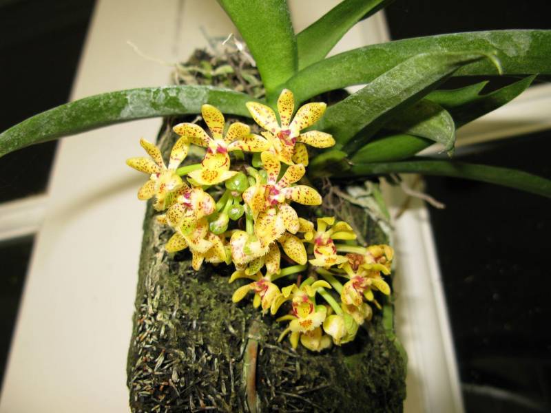 Орхидея FS96 Gastrochilus obliquus