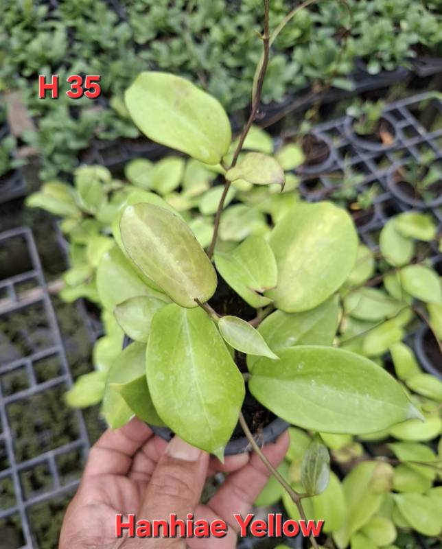 Хойя H35 Hoya hanhiae yellow